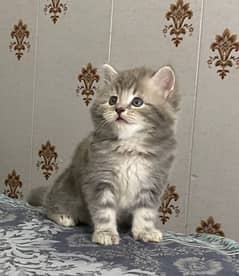(cash on delivery) pure RAGDOLL giftquality kittens punchface triple