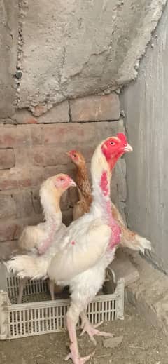 Pure Paper  white Heera Pair
