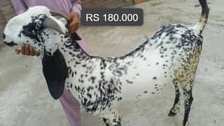 Khoob  sorat  bakrey