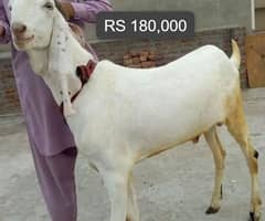 Khoob  sorat  bakrey