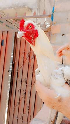 aseel