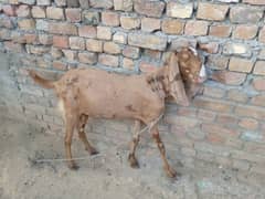 shera print goat female 2 dant