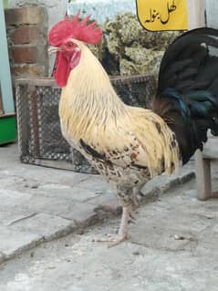 desi murgha for sale