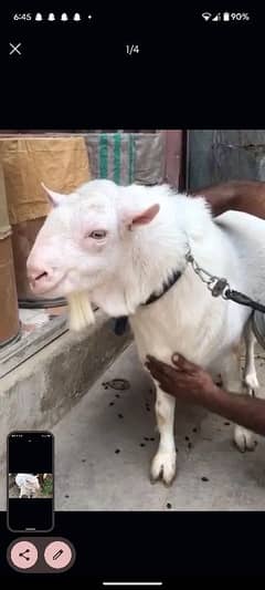 gulabi teda bakra