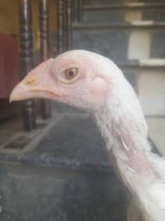 paper Wight green eye 3 months
