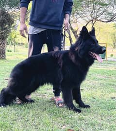 GSD Pink Pedigree male