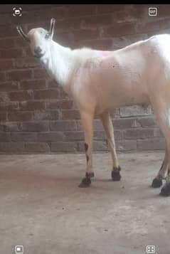 bakra babra kurbani  03234438191