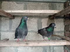 sale for peajion