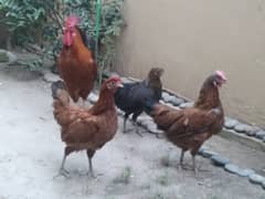 Egg lynig hens for sale