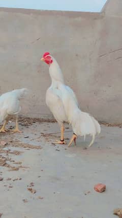 Heera aseel egg ( 03094161194)