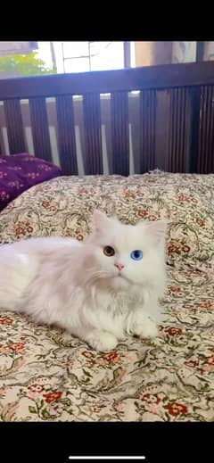 Tripple coat persian cat