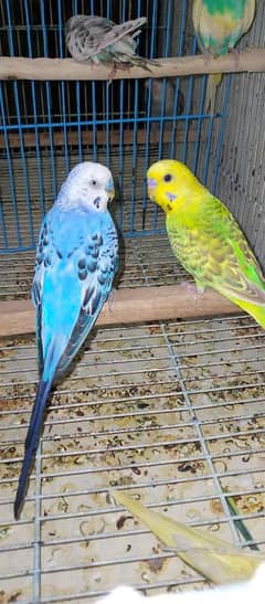 budgies