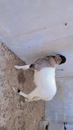 Bheer For sale 10 month ka hain