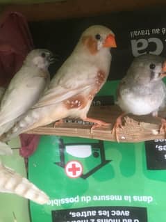3 Mutations males