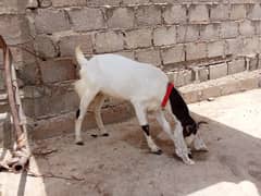 khasi Bakra (2) dant