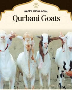 Bakra | Chatra | Dumba | بکرا | Qurbani k janwar |  Goat