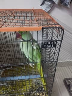 Raw breeder pair for sell