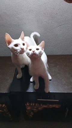 Cute