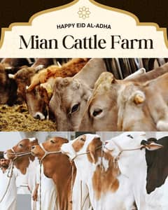 Cows | Bachray | Kattay | Wachay | Qurbani k janwar | Bull