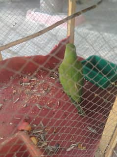 3month age ringneck ab khod khwarak khata ha 0304.14. 65463