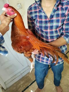 mianwali aseel peela pair