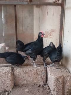 astorlop pathy for sale