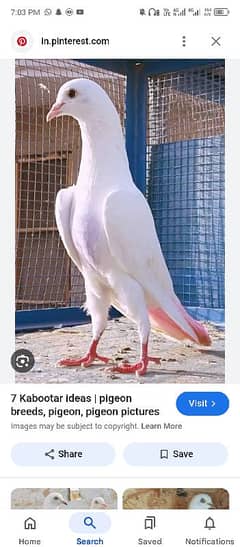 kabooter