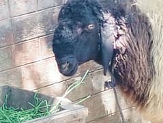 2 daant chatra for sale