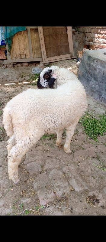 burbari bakri sath men aak bacha kanj 5