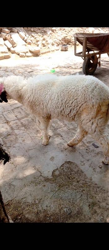 burbari bakri sath men aak bacha kanj 6