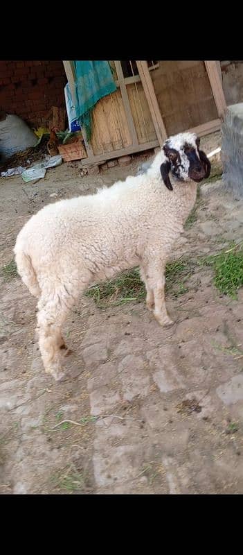 burbari bakri sath men aak bacha kanj 7