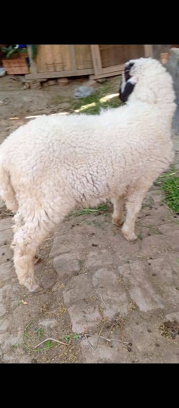 burbari bakri sath men aak bacha kanj 8