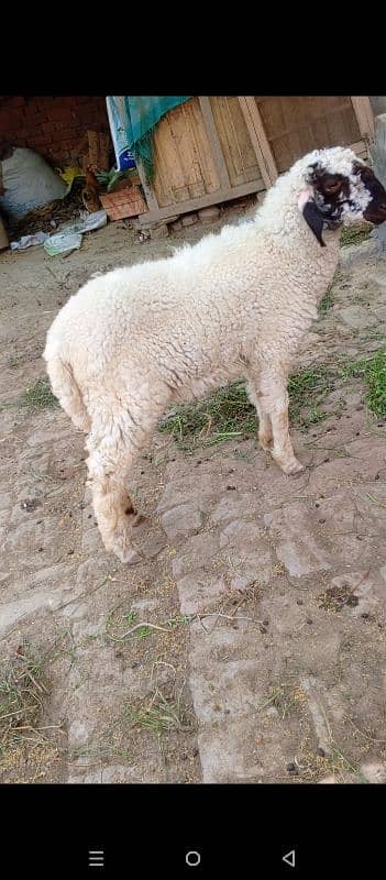 burbari bakri sath men aak bacha kanj 9
