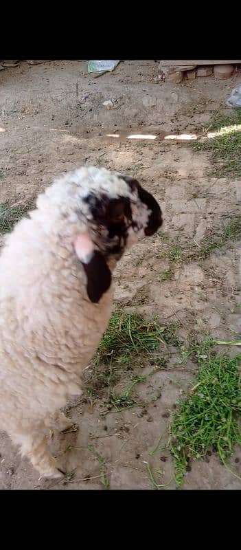 burbari bakri sath men aak bacha kanj 11