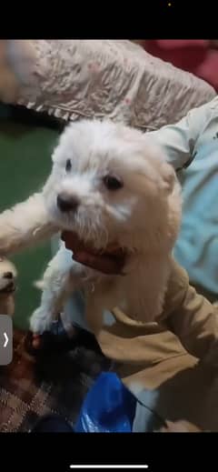 Maltese