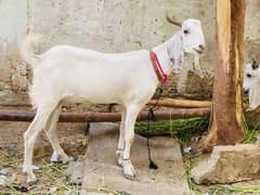 Bakra