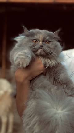 Percian cat for sale tripple cot 1 year age