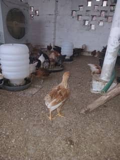 golden misri chicks for sale