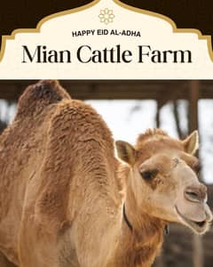 Camel |Qurbani k janwar | اونٹ |  Camel For Sale | Qurbani For Sale