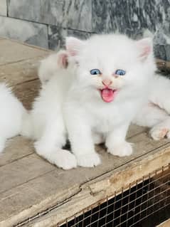 Persion cat triple coated