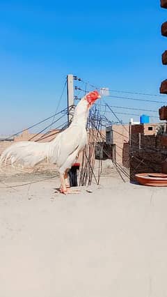 aseel Heera Mianwali breed for sale