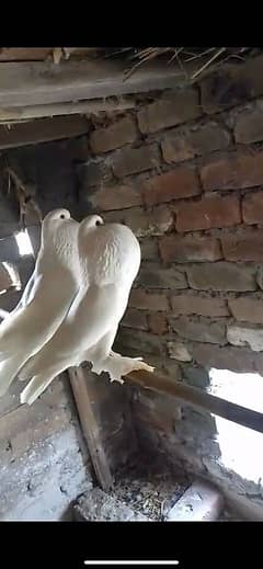 White pomerian pouter breeder pair for sale fancy pigeons
