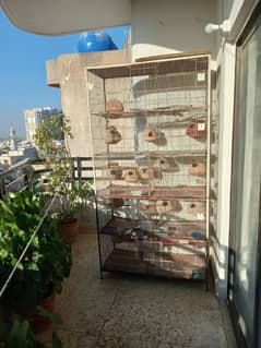 parrot cage