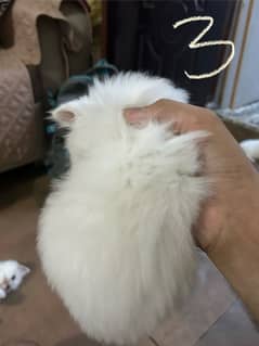 3 Persian kittens for sale