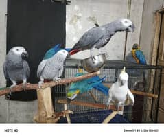 Blue and Gold Macaw /Slupr Cockatoo/Corrella Cockatoo/African Grey