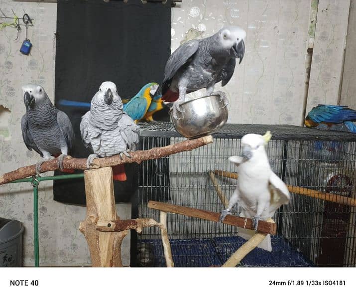 Blue and Gold Macaw /Slupr Cockatoo/Corrella Cockatoo/African Grey 1