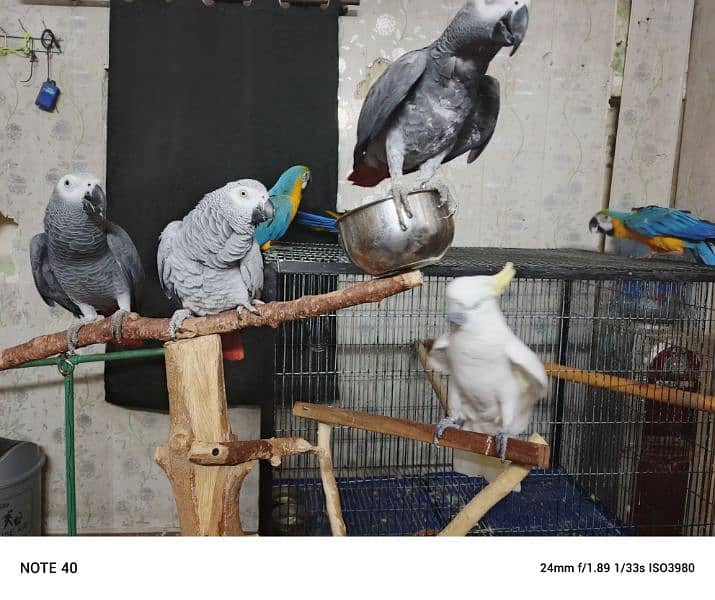 Blue and Gold Macaw /Slupr Cockatoo/Corrella Cockatoo/African Grey 2