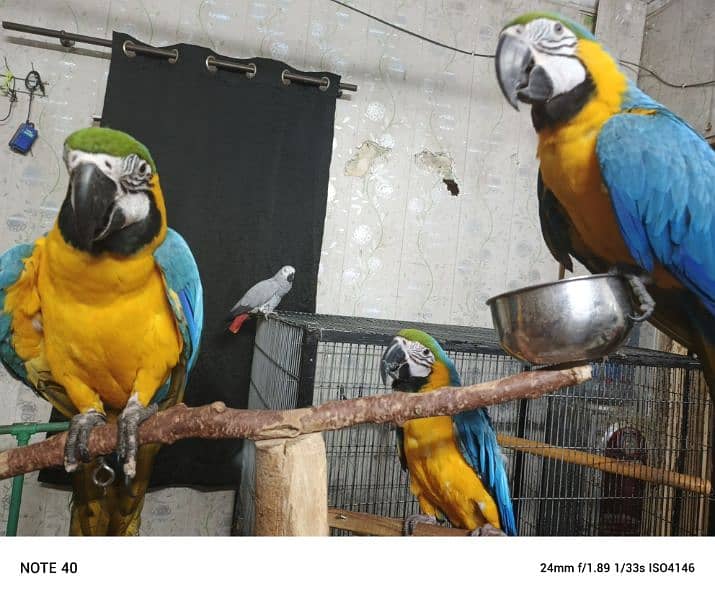 Blue and Gold Macaw /Slupr Cockatoo/Corrella Cockatoo/African Grey 3