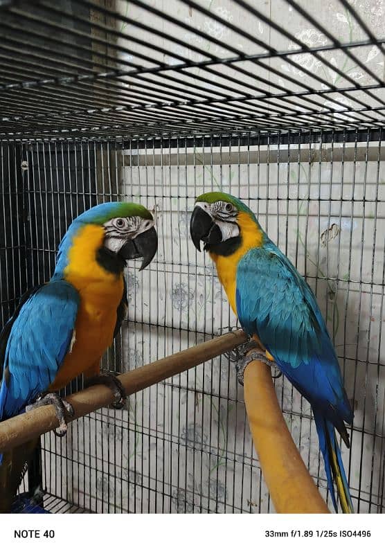 Blue and Gold Macaw /Slupr Cockatoo/Corrella Cockatoo/African Grey 4