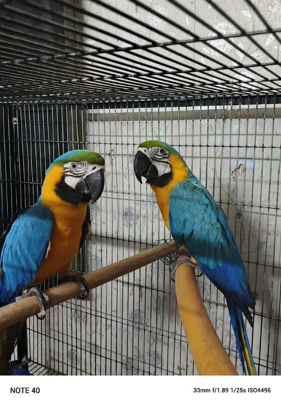 Blue and Gold Macaw /Slupr Cockatoo/Corrella Cockatoo/African Grey 5